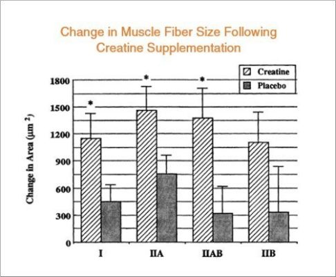 Creatine có thể gây ra nhiều thay đổi trong các tế bào cơ, báo hiệu cơ thể bạn xây dựng các protein cơ mới và tăng khối lượng cơ bắp.