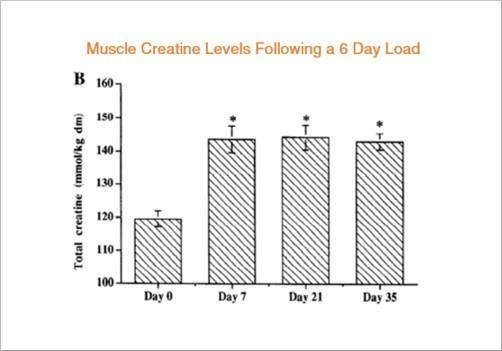 Creatine bổ sung trong cơ bắp của bạn sau đó có thể được sử dụng để sản xuất ATP, cung cấp một lượng nhỏ năng lượng bổ sung trước khi tập luyện mệt mỏi.